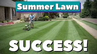 [Summer] Lawn Update // Heat Stress // Fungus // Weeds
