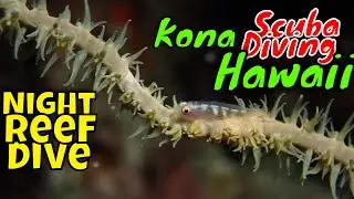 Kona Diving - Night Reef Dive  | Kona Honu Divers