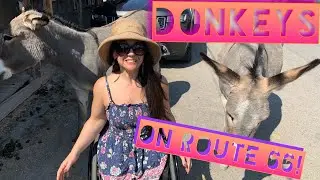☀️Donkeys on Route 66☀️