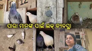ପାରା ମାନଙ୍କ ପାଇଁ ଲକ୍ 🔐ବ୍ୟବସ୍ଥା ହେଇଗଲା || ଚୋର ନେଇଯାଉଛନ୍ତି ସେଥିପାଇଁ😥