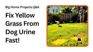 Stop Yellow Lawn Spots Fast With These Dog Owner Hacks