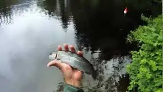 How to Float Fishing Trout with Bait - Top Water