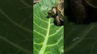 Chomping a leaf 🥬 #russiantortoise #tortoise #reptiles #cute #asmr #eating