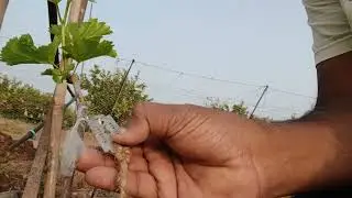 Baramati purple New vineyard development Nov 2024