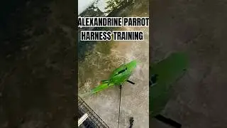 ALEXANDER PARROT HARBESS TRAINING.#alexandrineparrot#alexanderparrot#alexander#harness#parrotharness