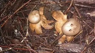 Myriostoma coliforme