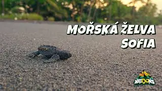 05. Mořská želva Sofia – NATOONS Zvídavá mláďata