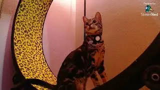 bengal seesters | #bengalseesters on #Twitch #cute #cutecat #catwheel #funnycat #viralshort