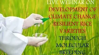 Live webinar on Development of climate change resilient rice varieties through molecular breeding
