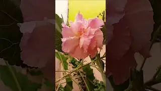 Beautiful Flowers & Nature 🌸 | Blooming Nature | Relaxing Music & Peaceful Scenery