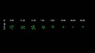 Time-Lapse: Arabidopsis Col-0 Growth and Response to Heterodera schachtii Nematode Infection