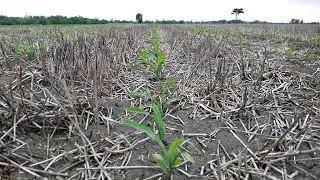 DIARIO 5. STRIP TILL. LA TECNICA CHE CI SALVERA'