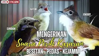 MASTERAN TERMEWAH 2025 || BESETAN - CUNGKOK GEREJA TARUNG - TEPUS  || KUNTI MENJERIT PANJANG