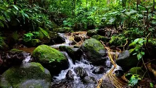 Mossy River Sounds for Deep Relaxation: Perfect Nature ASMR for Stress Relief in Forest