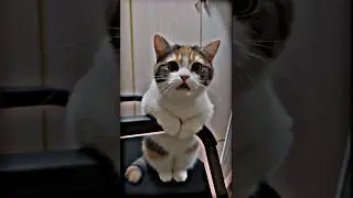 The cutest cat in the world #cat#catlovers #kittten #cutecat