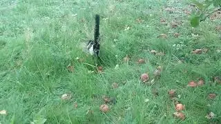Drunk magpie but I put Spongebob music over it