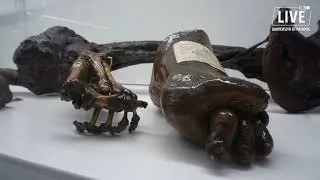 Il museo “Morgagni” di Anatomia patologica a Padova
