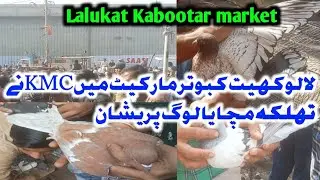 Lalukat Kabootar Market | Lalukat Kabootar market Ma KMC Na Kia Logo Ka Bura hal | 