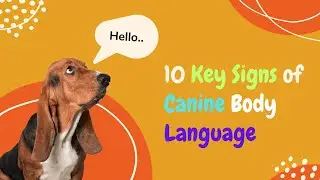 10 Simple Signs of Canine Communication