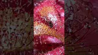 Drosera Venusta in the middle of breakfast mosquito caught #drosera