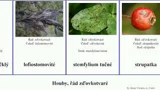 Houby, ř&aacute;d zďovkotvar&eacute; čerň strupatka fungus drobnička včelovka zďovka loděnkovec kloubnatka Fuse