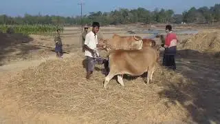 Agriculture in Myanmar Burma in 2014