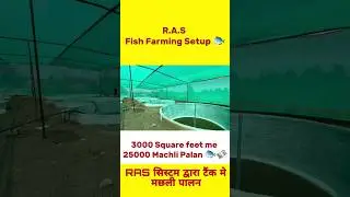 R.A.S  Fish Farming Setup 🐟🐋 #biofloctanks #viralshorts #shortvideo #shorts #fishing #fishfarming