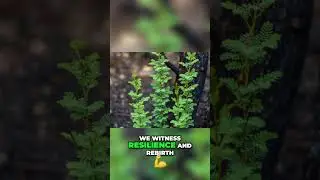 After the Fire: Nature's Story of Resilience and Rebirth