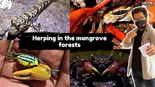HERPING IN THE MANGROVE FORESTS OF INDIA