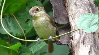 Tiger Shrike