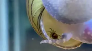 &Aacute;caro aqu&aacute;tico parasita de Filopaludina