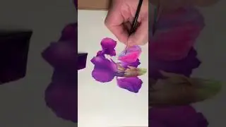 Iris on vellum