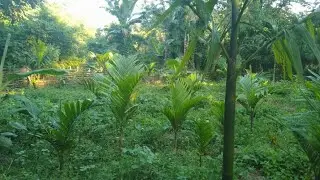 jwbwr mwjang goi befang