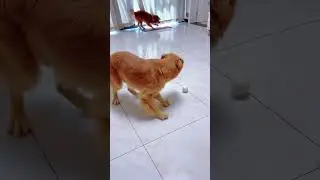 Cute pet, golden retriever, it's a dry dog gluttony, Record the daily life of fur kids #154