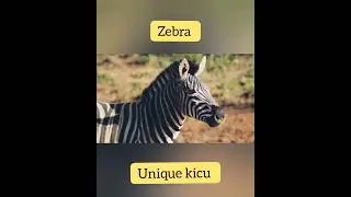 Zebra #zebra #animals #sorts #wildlife