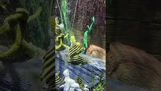#acquarium #travel #youtube #shorts #waterwalk #music