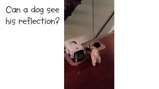 Can a dog see his reflection?