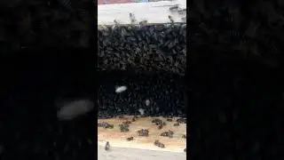 #beekeeper #beekeeping #apis #honeybee #honey #shortvideo