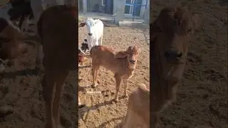Some sounds heal, some sights melt hearts #pashudhan #cattle  #cowcalves #livestock #animalhusbandry