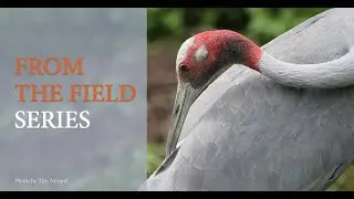 Mysteries of the Cranes of Australia and New Guinea