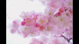 Relax with Nature (26) Flower Watch with chroma effects Enjoy