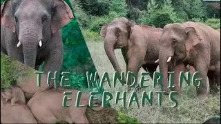 THE WANDERING ELEPHANTS: why it's gone on this journey?