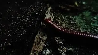 Discovering Millipedes: Armored Invertebrates of the Forest Floor 