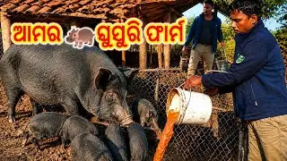 🔴 Chikatnali  Kapudipa!!Amara ghusuri chasa Ghara!! PIG selling place !! ghusuri ku dana dia heela🐖🐖