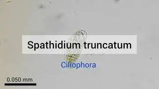 Spathidium truncatum (Ciliophora)