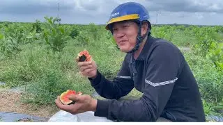 Một Ngày Đi Mót Dưa Hấu Thật Là Vui, Cánh Đồng Dưa Hấu Sót Nhiều Trái To