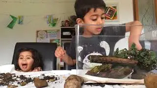 Raising Frog Spawn indoors in a tank