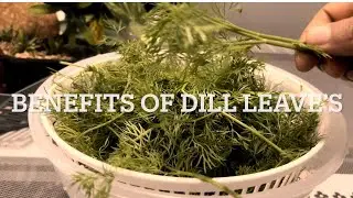 Benefits of Dill Leaves|Unique uses of Dill Leaves|Add this herb to your Diet