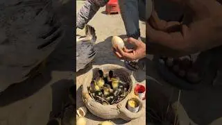 Our Hen Raised Duck Eggs&mdash;Now Look at the Cute Ducklings