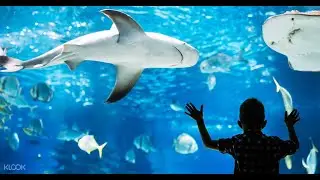 Adventure Aquarium Camden NJ Tour  (HD)